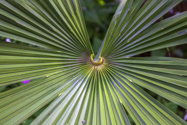 棕榈叶的心图片下载