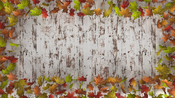 孤立的叶子集合。彩色的秋天枫叶孤立在白色的背景图片下载