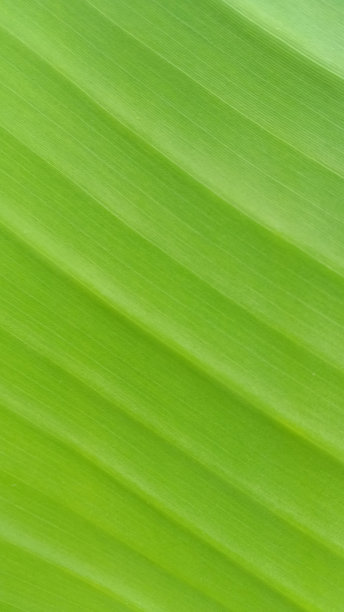 芭蕉鲜叶抽象线绿色自然背景图片下载