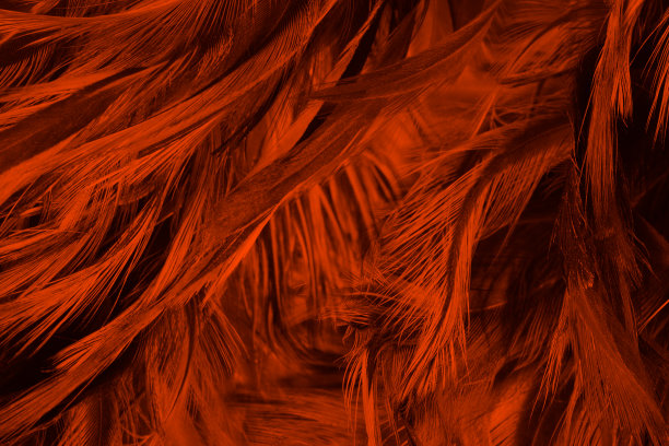 美丽茂盛的熔岩橙黑色趋势羽毛纹理背景，趋势颜色图片下载