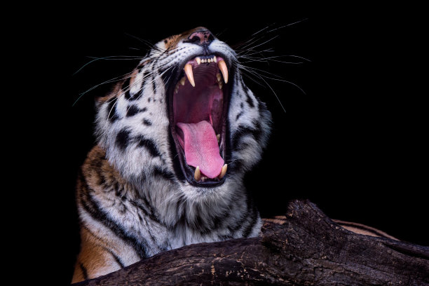 巨大的老虎。孤立在黑色背景下的西伯利亚虎。西伯利亚虎的肖像图片下载