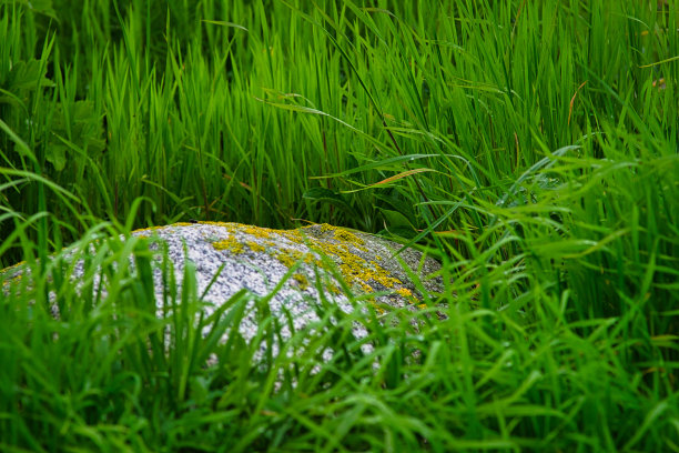 一块小石头躺在高高的草丛中图片下载