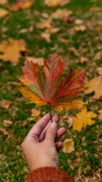 近距离的秋天栗树离开与人类的手。图片下载