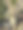 花园装饰的LED绳仙女灯的特写图像包裹着光秃秃的树干和树枝，白色照明的季节性装饰图片下载
