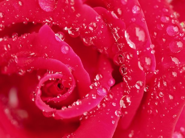 湿红玫瑰图片下载