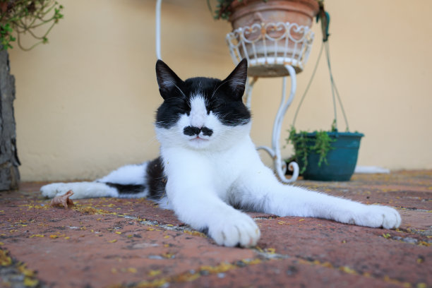 长胡子的猫，动物图片下载