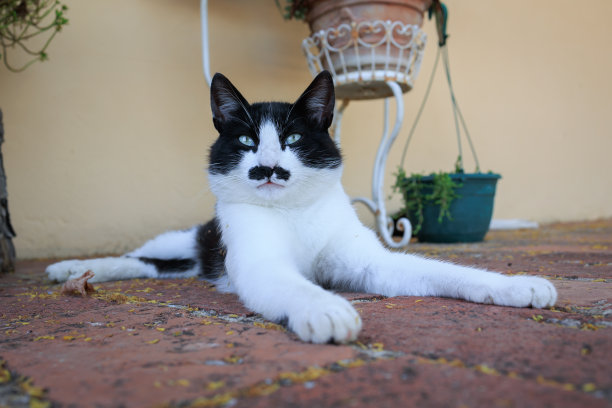 长胡子的猫，动物图片下载