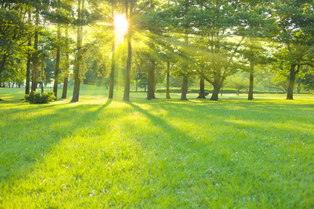 树的阳光图片下载