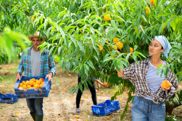 正面女子在果园里采摘成熟的桃子图片下载