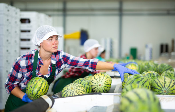 身穿制服的妇女在传送带线上与一队人一起整理西瓜图片下载