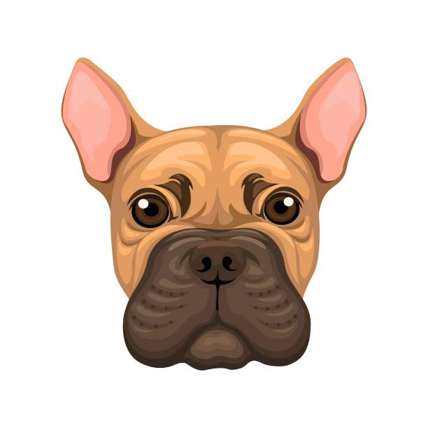 Bulldug小狗的头。动物物种人物卡通插图矢量图片下载