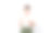 妇女用瓶丸产品。女孩拿着白色背景上隔离的补药瓶。图片下载