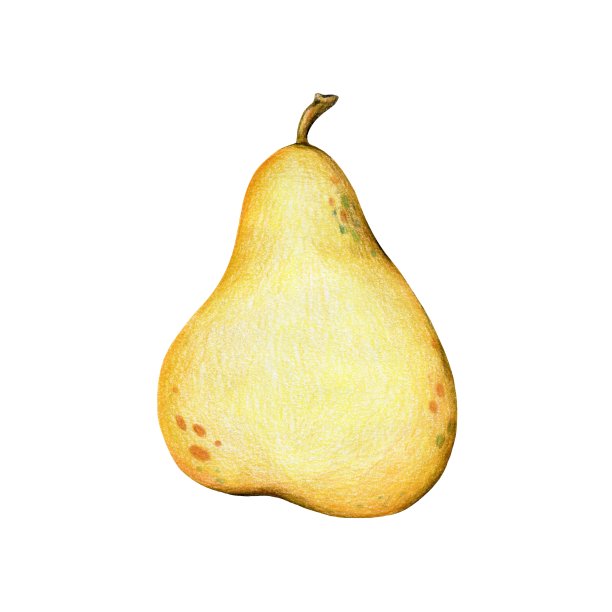 明黄色熟梨，彩色铅笔手绘，卡通图片下载