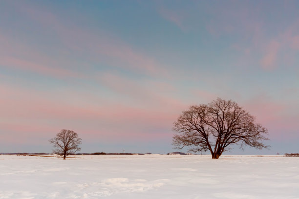 黄昏时分，北海道的日本榆树带着雪图片下载