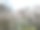 日本。3月底。城市里的春天。樱花。图片下载