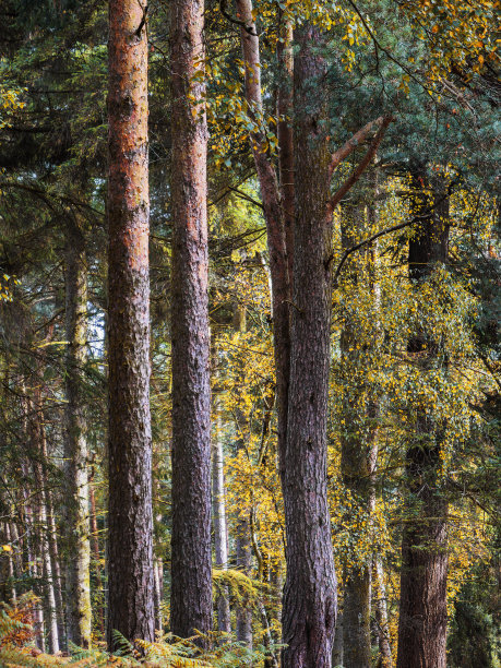 希斯兰荒野郊野公园森林利奇山伯明翰西中部伍斯特郡英格兰英国图片下载