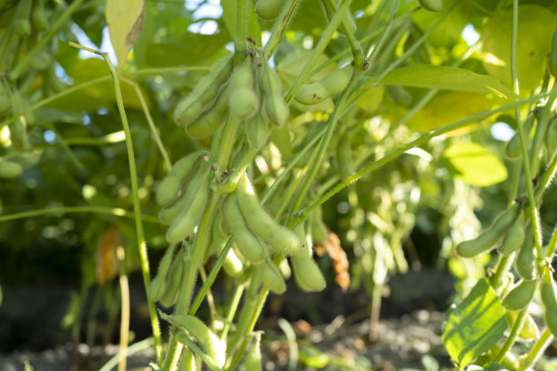 田里的毛豆图片下载