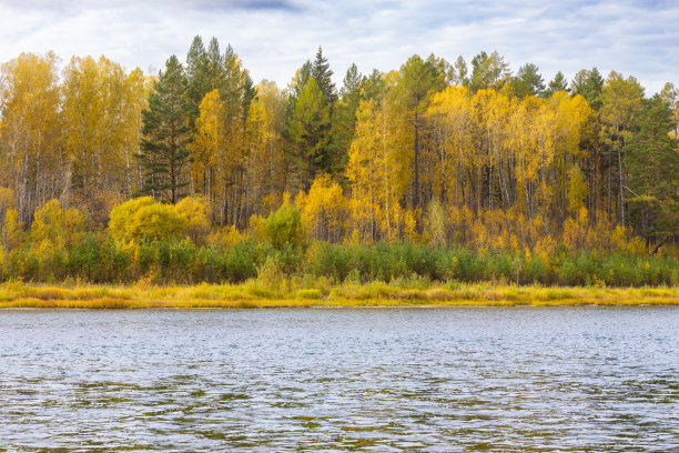 河岸上的秋林图片下载