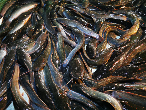 传统市场上出售的鲶鱼群。一些最常见的鲶鱼菜肴是炸鲶鱼，pecel鲶鱼和烤鲶鱼。图片下载