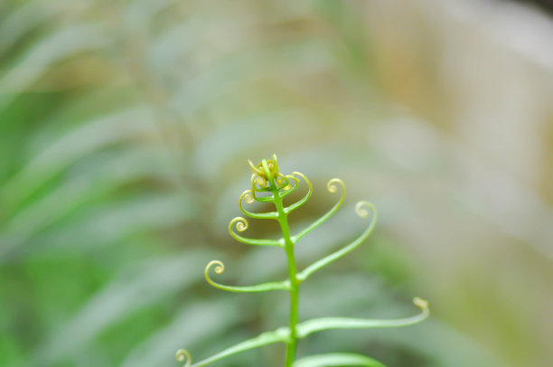 凤尾蕨或凤尾蕨或蕨类植物或南极蕨图片下载