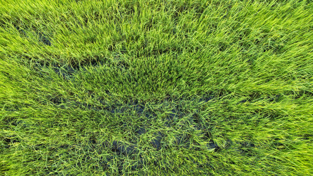稻田俯视图。无人机的画面。绿色稻田纹理背景。无人机俯视图。重点选择。图片下载