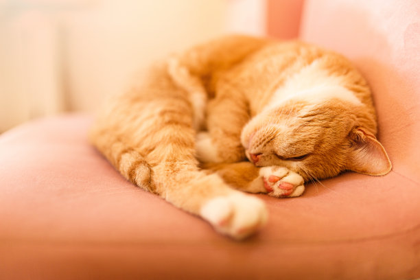 在椅子上睡觉的猫图片下载