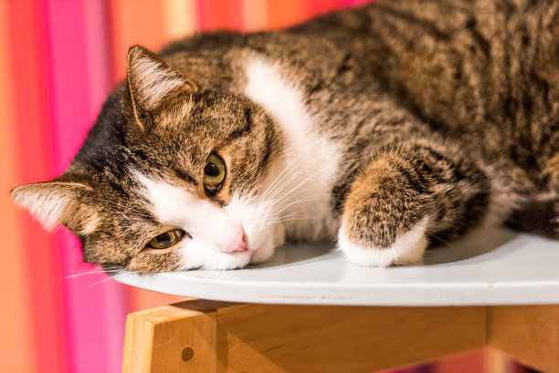 在家庭厨房的椅子上休息的印花布虎斑猫图片下载