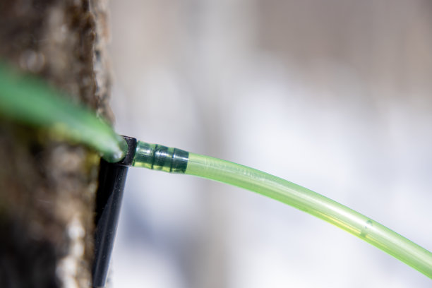 加拿大魁北克糖屋的枫树水管图片下载