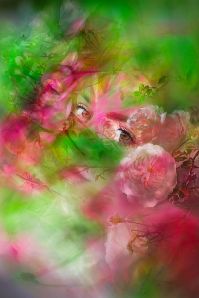 在盛开的玫瑰中醒来图片下载