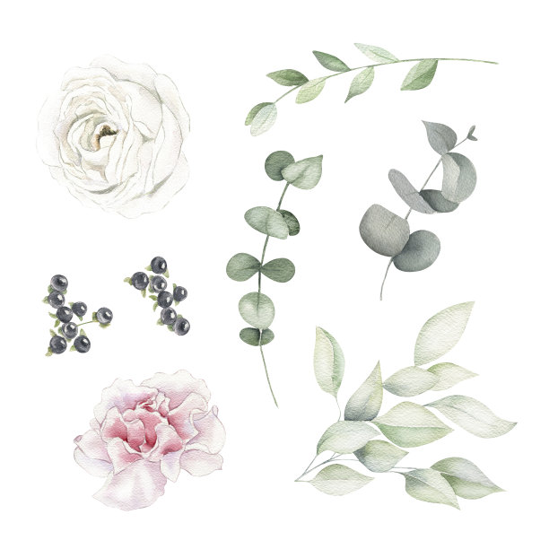 装饰水彩花剪纸套装。手绘的粉色和白色玫瑰，绿叶，桉树和浆果插图。植物剪贴艺术的婚礼设计，贺卡图片下载