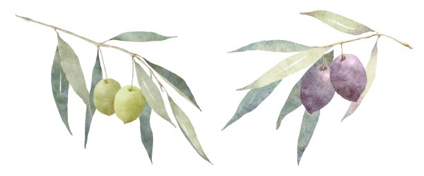 绿色和黑色的橄榄枝上的水彩画图片下载