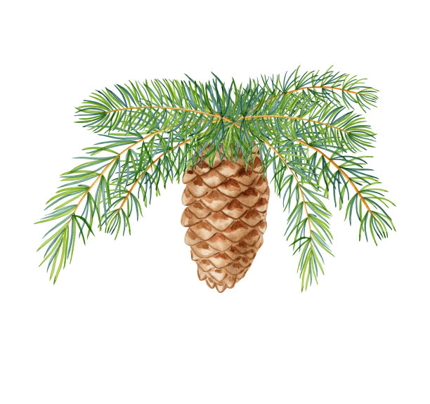 针叶树枝和球果水彩插图。手绘的圣诞贺卡和邀请。斯堪的纳维亚生态风格的现实图像。图片下载