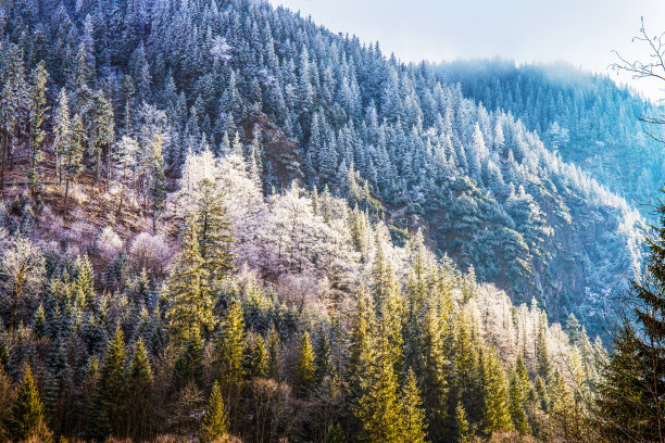 塔拉山针叶林保护区的雪天和雾天。图片下载