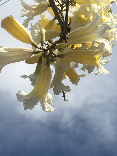 白色拉帕乔花图片下载