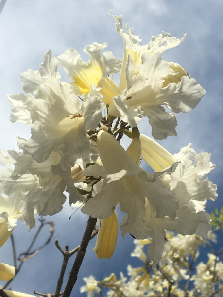 白色拉帕乔花图片下载