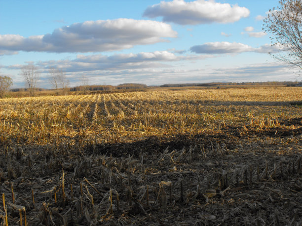 收获的领域图片下载