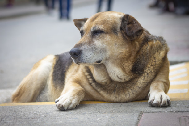 狗在街上打架图片下载