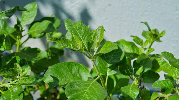 Ashwagandha植物被称为Withania somnifera。印度人参草药，毒醋栗，或冬樱桃。对减肥和保健的好处图片下载
