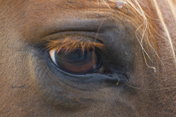 马眼睛的特写图片下载