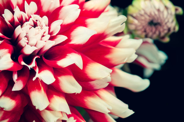 大丽花秋季花瓣设计特写图片下载