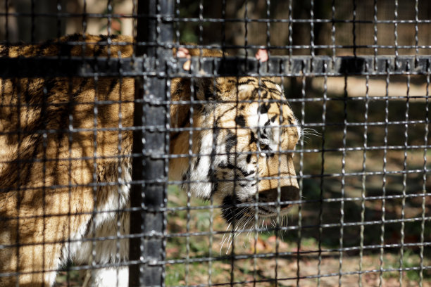 东欧动物园笼子里的西伯利亚虎。关在笼子里的野生动物。虐待动物。图片下载