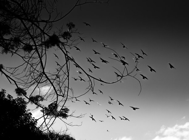 鸟类-树木-公园-自然图片下载