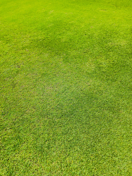 白天的草坪。郁郁葱葱的绿色让你感到放松。图片下载
