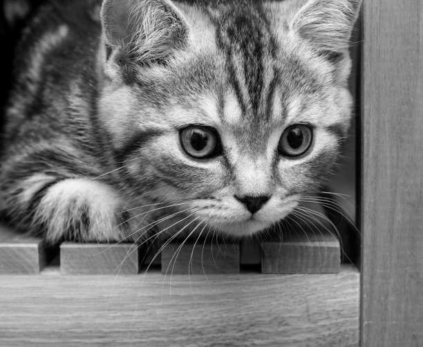 一只可爱的小猫正在仔细地看玩具。纯种英国短毛猫美丽的口吻，黑白相间的皮毛。有条纹的小猫看向右边。黑白照片图片下载