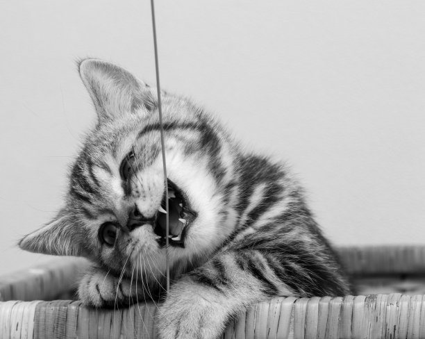 一只可爱的小猫正在啃他的玩具。给小猫刷牙。纯种英国短毛猫美丽的口吻，黑白相间的皮毛。黑白照片图片下载