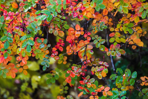 抽象的自然照片与彩色的叶子野玫瑰在秋天图片下载