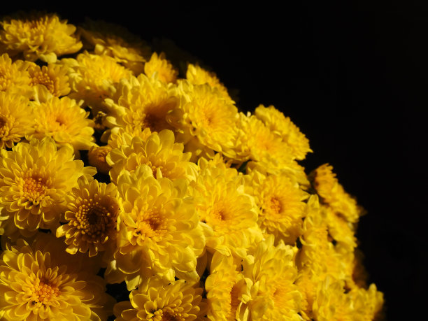 黄色的菊花簇拥着美丽的花束。特写镜头。婚礼或生日贺卡。来自菊科或菊科的秋季花。黑色背景。图片下载