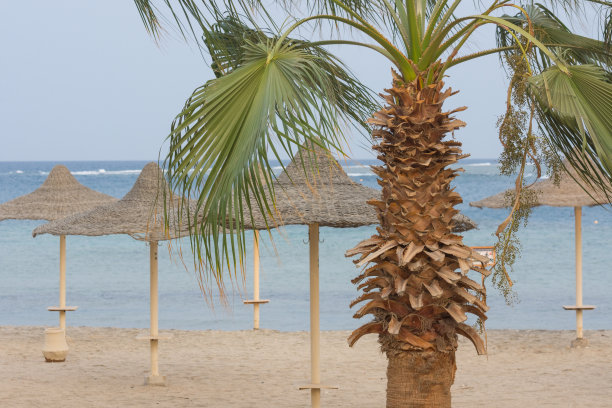 海边沙滩上的棕榈树和沙滩伞图片下载