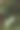 花园里的绿色和宽阔的棕榈叶图片下载