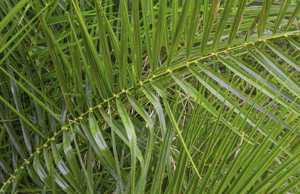 雨后的绿色棕榈叶为背景图片下载